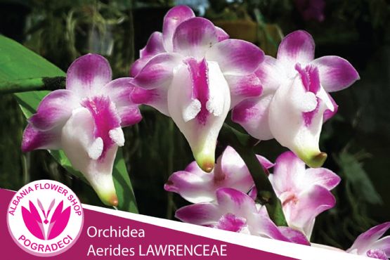 Lule Orchidea Aerides LAWRENCEAE nga Albania Flower Shop POGRADECI  dyqan lulesh pogradec , Lule Orkidea Aerides LAWRENCEAE , Lule Natyrale per dhurate POGRADEC , Buqeta lulesh POGRADEC